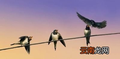 小燕子为什么又飞回来呢
