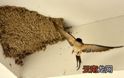 小燕子为什么又飞回来呢