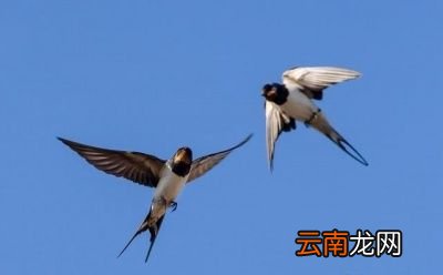 小燕子为什么又飞回来呢
