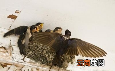 小燕子为什么又飞回来呢