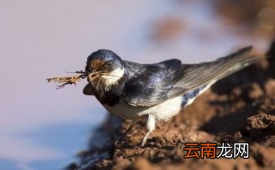 小燕子为什么又飞回来呢