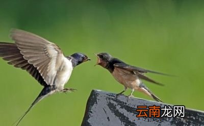 小燕子为什么又飞回来呢