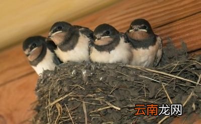小燕子为什么又飞回来呢
