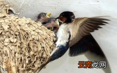 燕子为什么会在冬天飞到南方来呢
