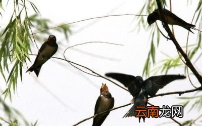 燕子为什么会在冬天飞到南方来呢