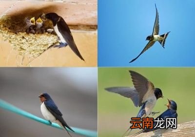 燕子为什么会在冬天飞到南方来呢