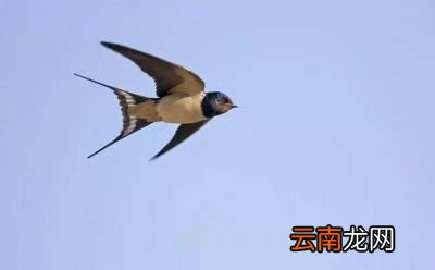 燕子为什么会在冬天飞到南方来呢