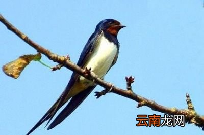燕子为什么会在冬天飞到南方来呢