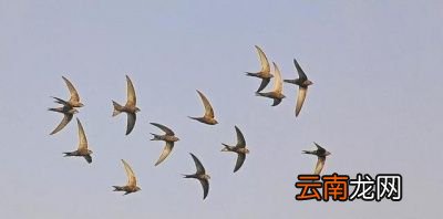 燕子为什么会在冬天飞到南方来呢