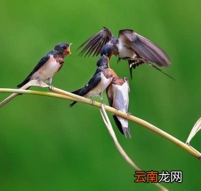 燕子为什么会在冬天飞到南方来呢
