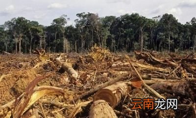 是什么原因造成了今年的异常高温天气呢