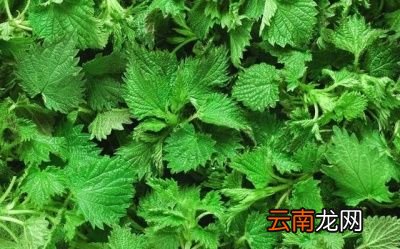 荨麻到底有什么用途呢