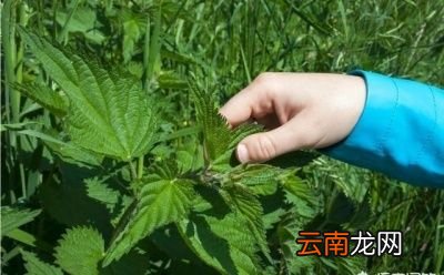 荨麻到底有什么用途呢