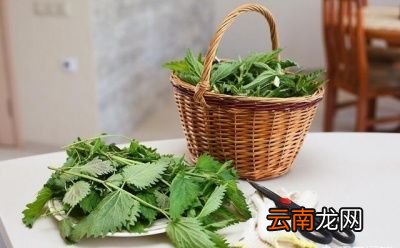 荨麻到底有什么用途呢