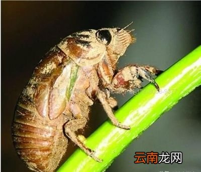 养殖金蝉什么时间最佳