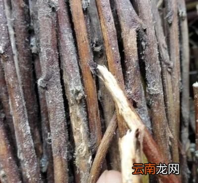养殖金蝉什么时间最佳