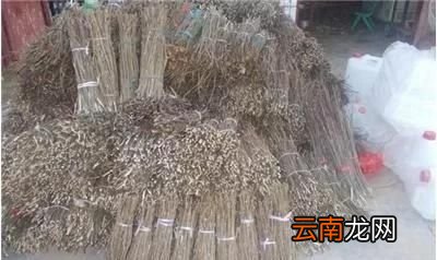 养殖金蝉什么时间最佳