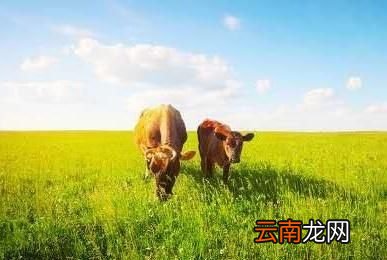 耕牛上路怎么喊它转向