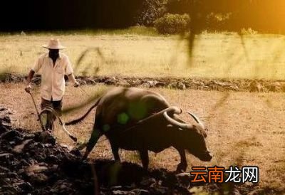 耕牛上路怎么喊它转向