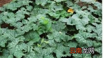 什么菜种上后可以一直吃