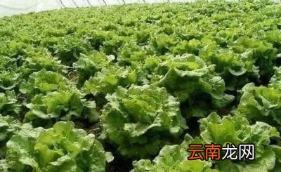 什么菜种上后可以一直吃