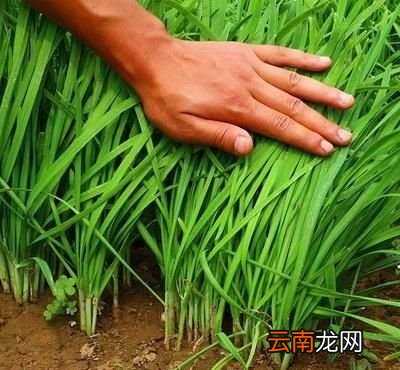 什么菜种上后可以一直吃