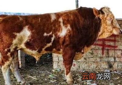 耕牛上路怎么喊它转向