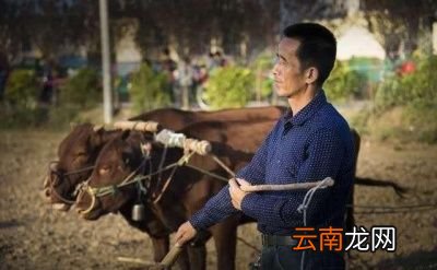 耕牛上路怎么喊它转向