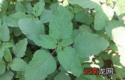什么菜种上后可以一直吃