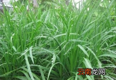 什么菜可以在种上之后一直吃