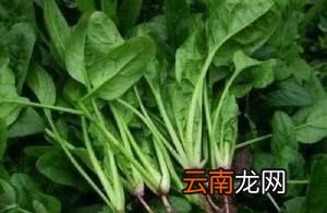 什么菜可以在种上之后一直吃