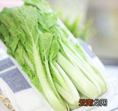什么菜可以在种上之后一直吃