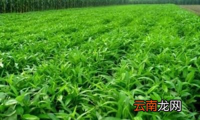 有没有什么菜种上之后可以一直吃
