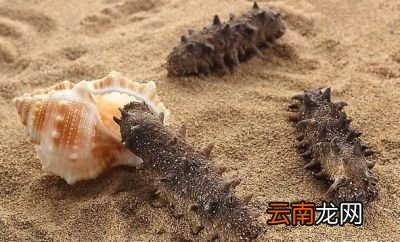 老年人吃海参应该注意什么