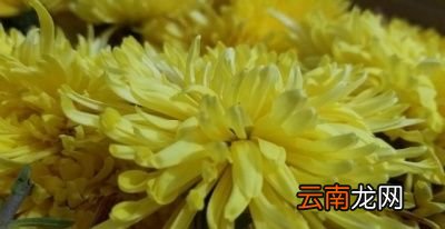 能不能与苹果套种怎么做