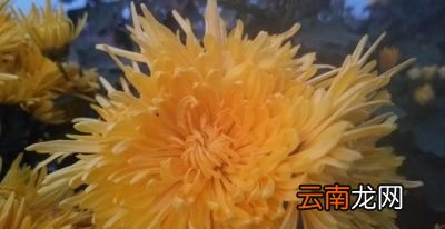 能不能与苹果套种怎么做