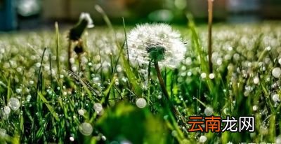 蒲公英到底有什么功效让人们这么追捧呢