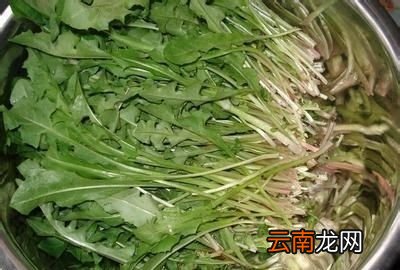 蒲公英到底有什么功效让人们这么追捧呢