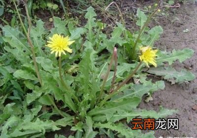 蒲公英的功效及临床应用