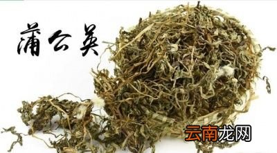 蒲公英的功效及临床应用