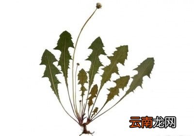 蒲公英的功效及临床应用
