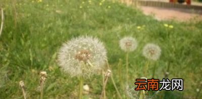 蒲公英有哪些功效呢