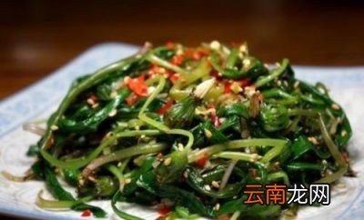 蒲公英有哪些功效呢
