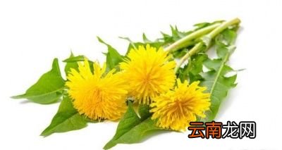 蒲公英有什么用途