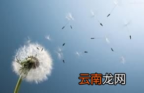 蒲公英有什么用途