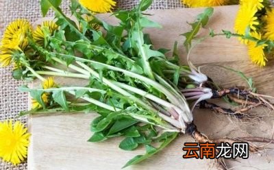 蒲公英根的功效