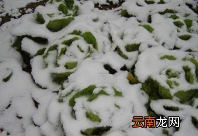 大雪节气却没下雪菜园里的蔬菜会生长旺盛吗