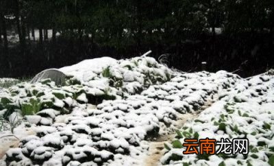 大雪节气却没下雪菜园里的蔬菜会生长旺盛吗