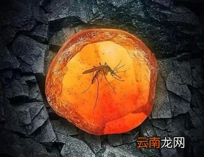 蚊子吸血为何要注射“毒液”