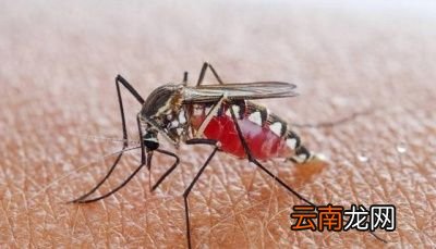 蚊子吸血为何要注射“毒液”